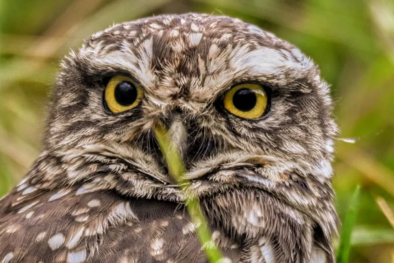 Fotografía capturada con NIKON Z f | VR 80-400mm f/4.5-5.6G | f/5.6 | 1/640s | ISO 400