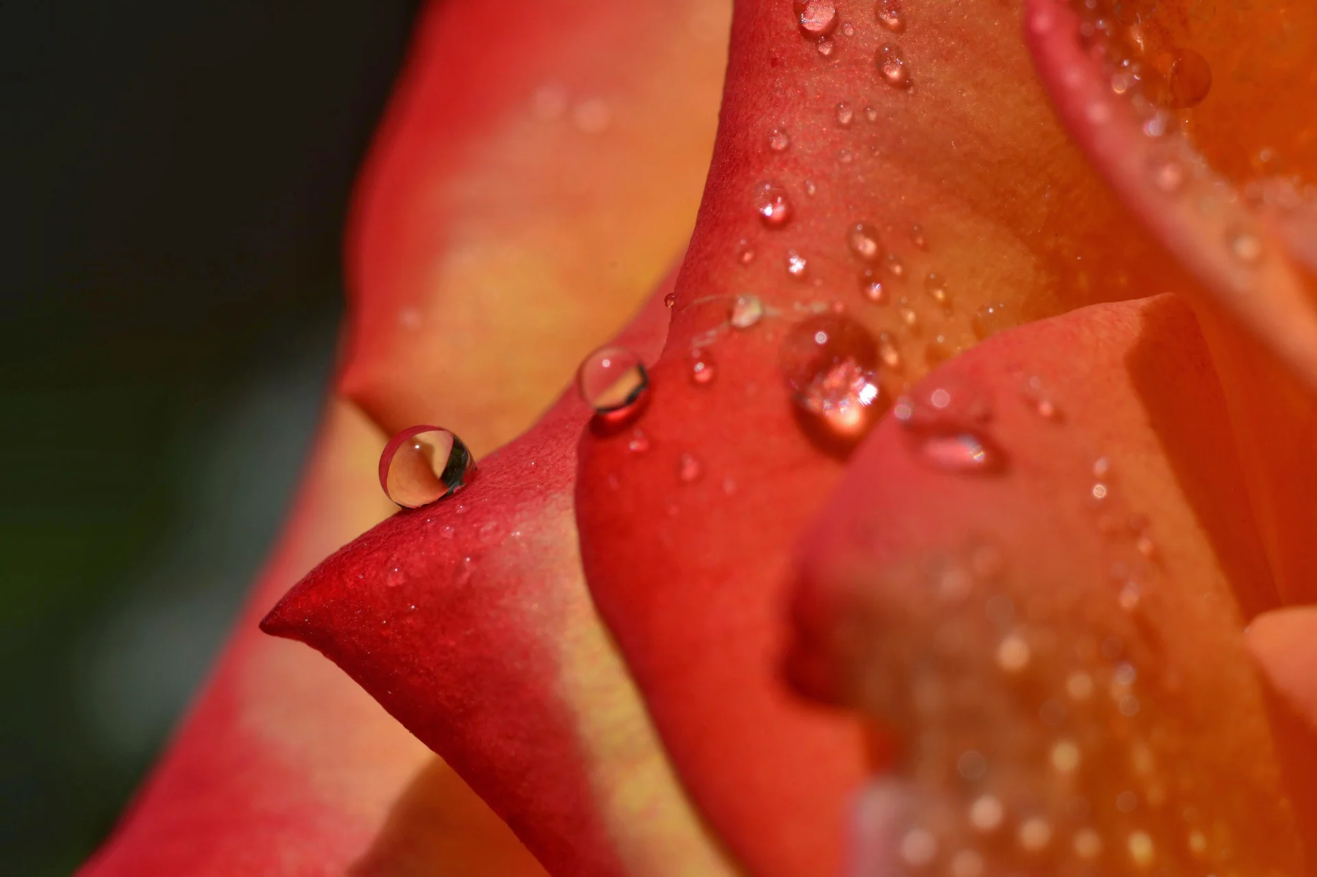 Fotografía capturada con Captura sin metadatos disponibles