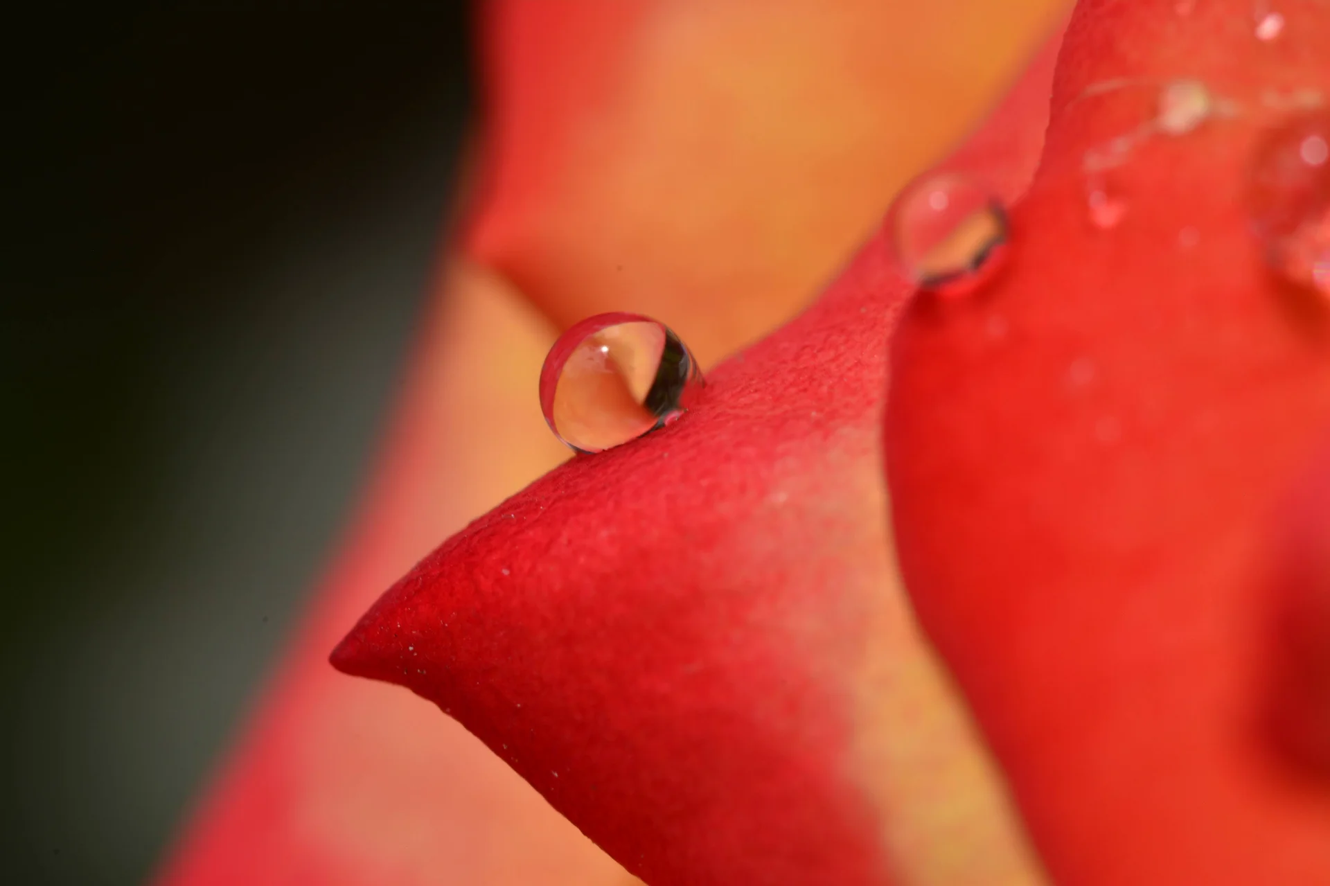 Fotografía capturada con NIKON D7100 | f/2.8 | 1/90s | ISO 200