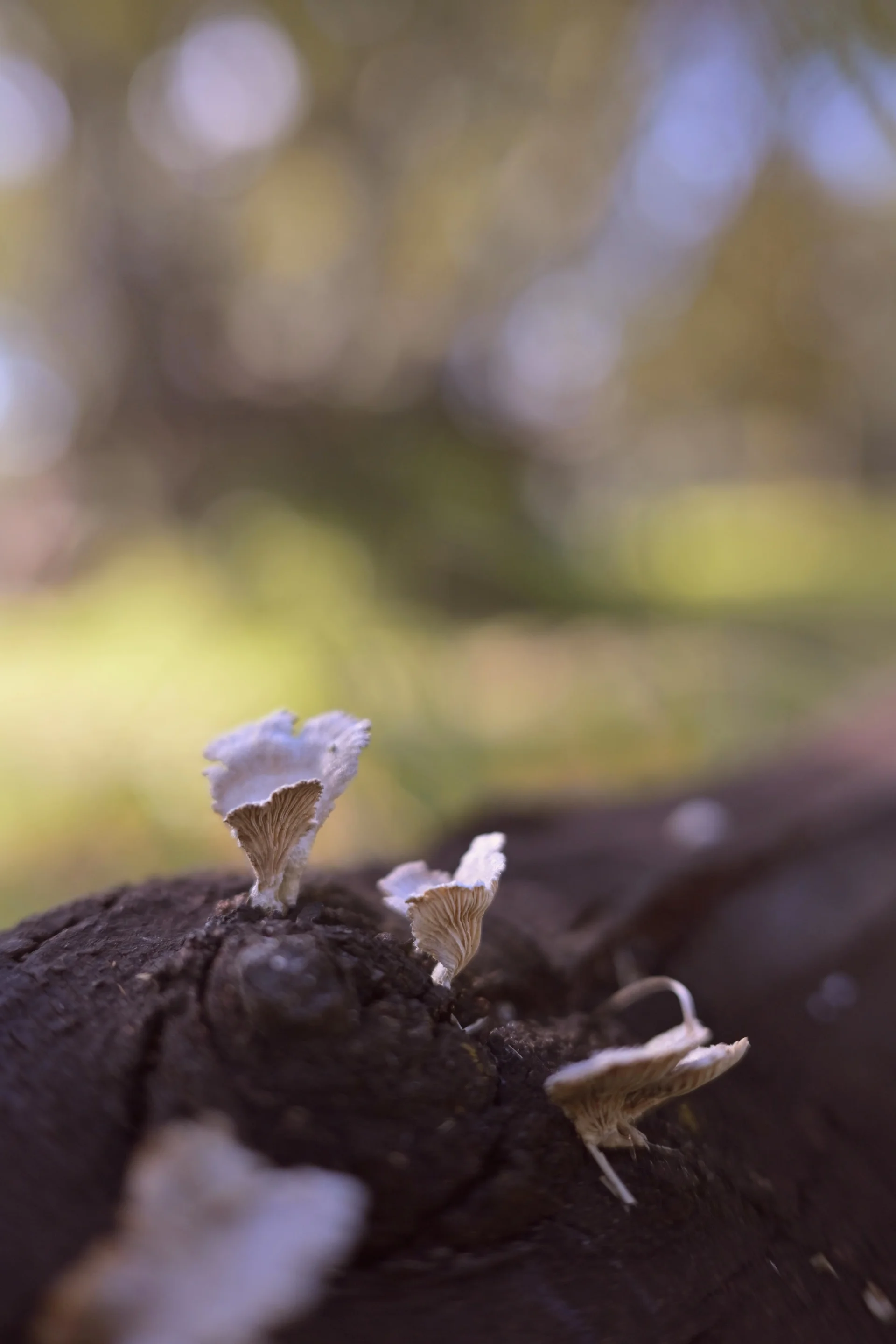 Fotografía capturada con Captura sin metadatos disponibles