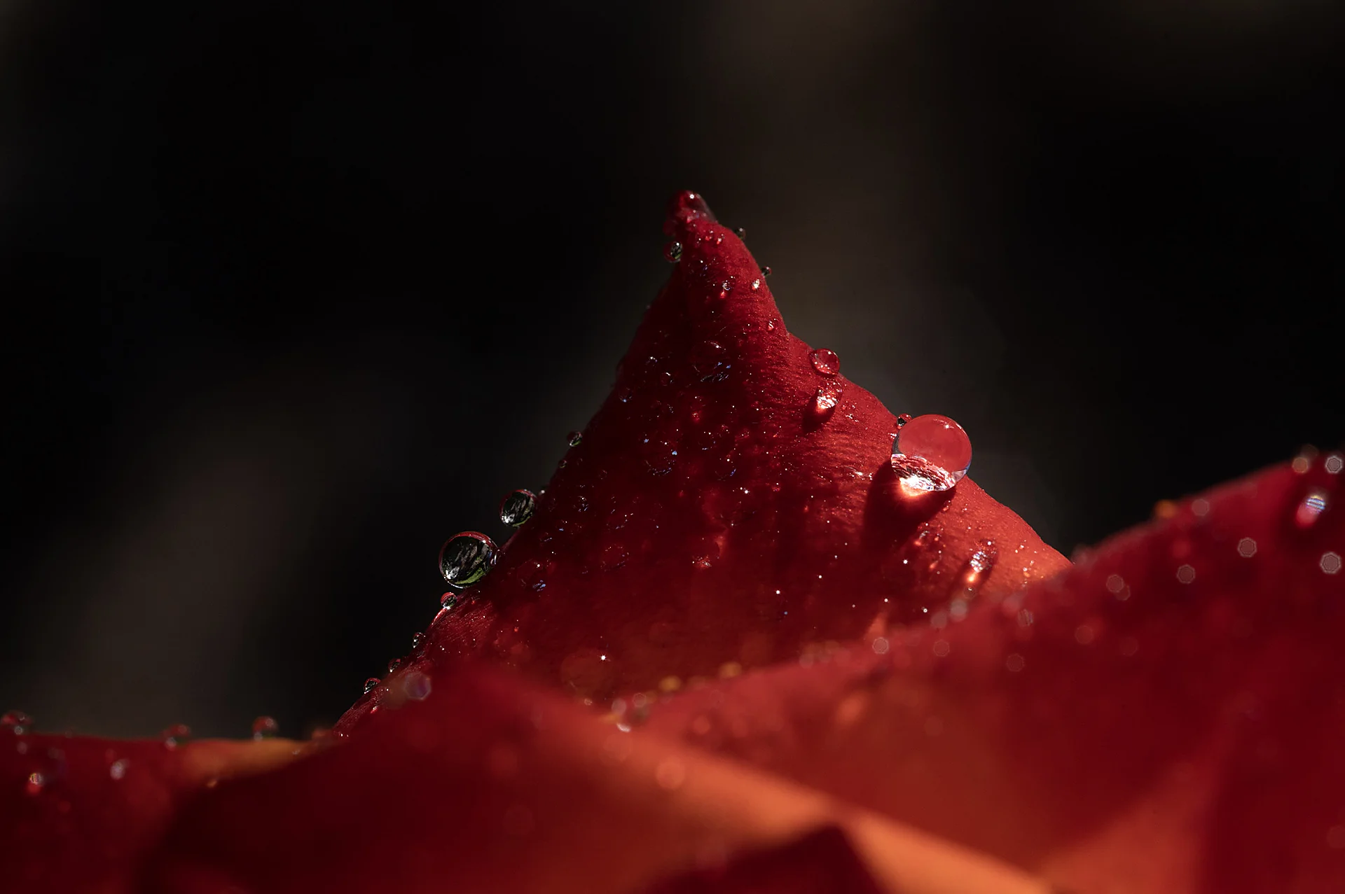 Fotografía de Texturas - Portafolio Rubén Zavala Fotografía. Equipo: NIKON Z 6 | 105.0 mm f/2.8 | f/22.0 | 1/320s | ISO 1250
