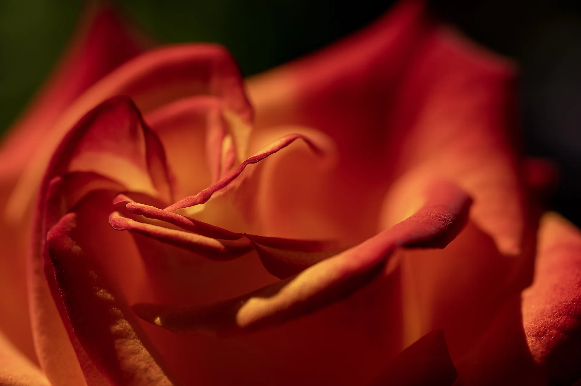 Fotografía de Texturas - Portafolio Rubén Zavala Fotografía. Equipo: NIKON Z 6 | 105.0 mm f/2.8 | f/8.0 | 1/500s | ISO 100