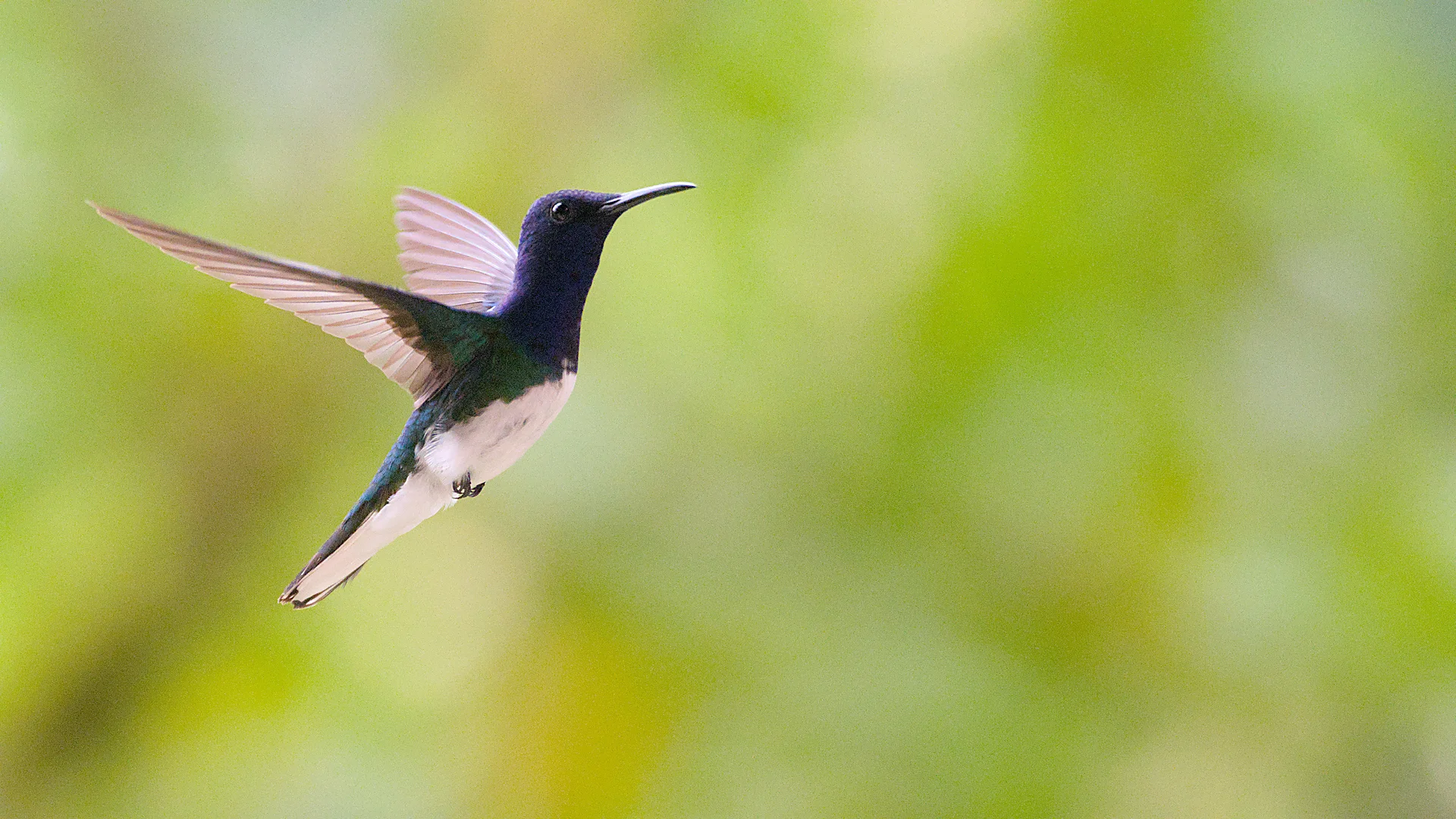 Fotografía de Vida - Portafolio Rubén Zavala Fotografía. Equipo: NIKON Z f | VR 80-400mm f/4.5-5.6G | f/6.3 | 1/4000s | ISO 9000