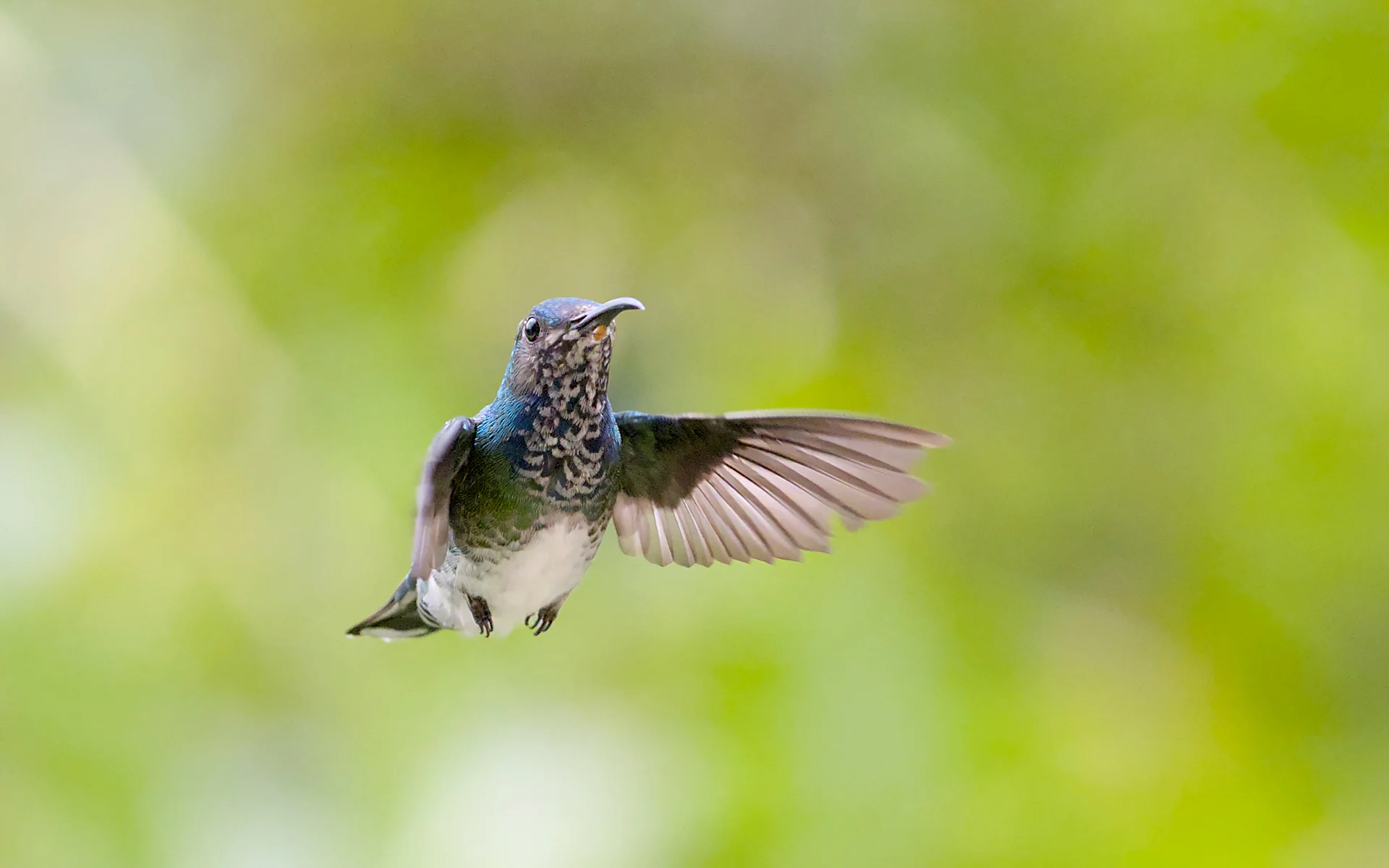 Fotografía de Vida - Portafolio Rubén Zavala Fotografía. Equipo: NIKON Z f | VR 80-400mm f/4.5-5.6G | f/6.3 | 1/4000s | ISO 4500