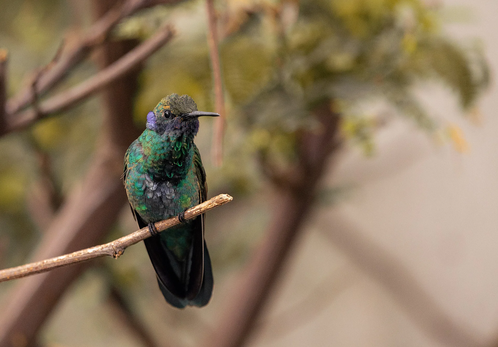 Fotografía de Vida - Portafolio Rubén Zavala Fotografía. Equipo: NIKON Z 6 | 150.0-600.0 mm f/5.0-6.3 | f/6.0 | 1/320s | ISO 3200